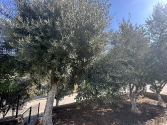 GÜLLÜK ORJAN SİTESİNDE 3+1 GENİŞ BAHÇELİ SATILIK MÜSTAKİL EV